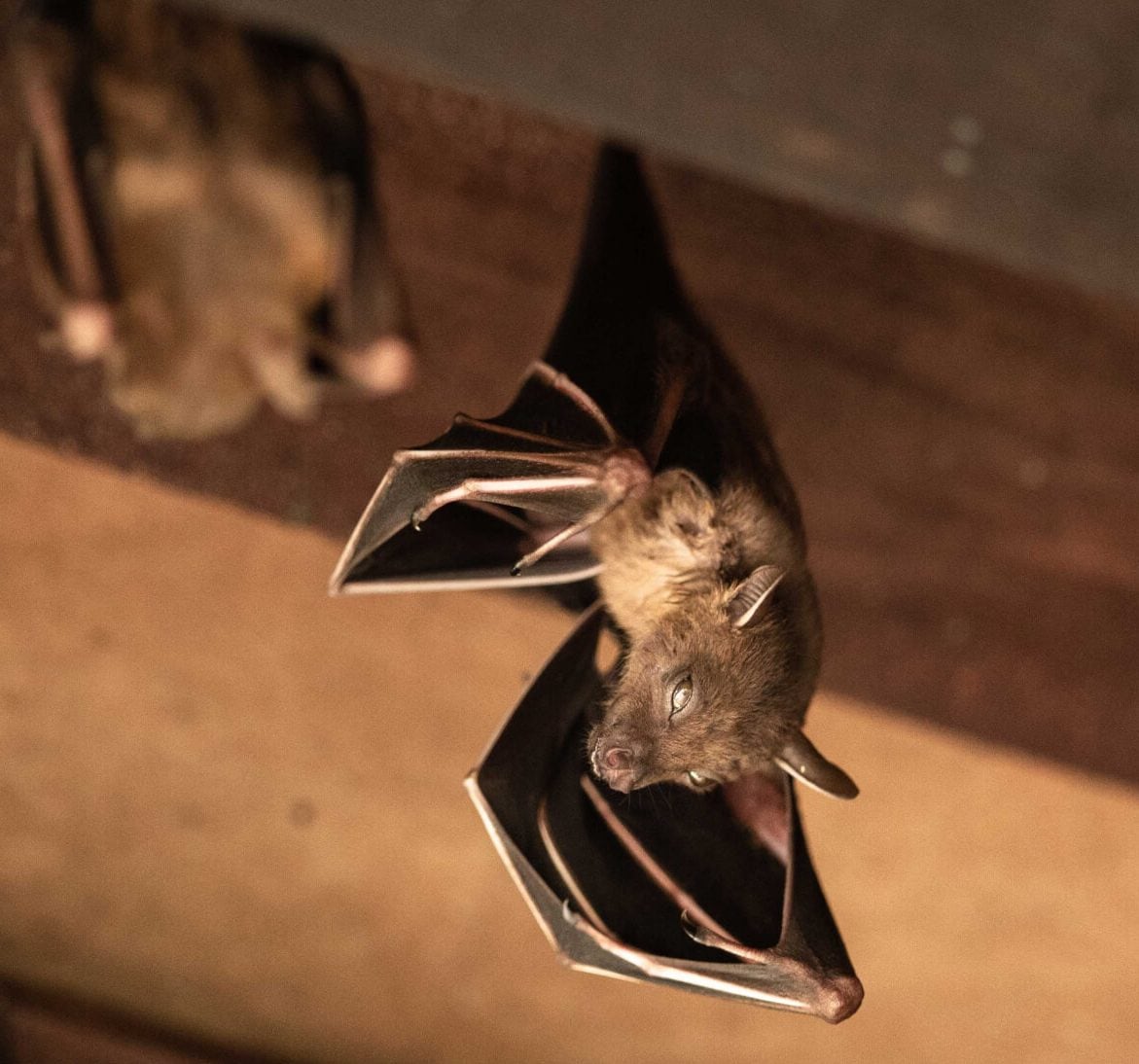 Wildlife-Bats in Charlotte